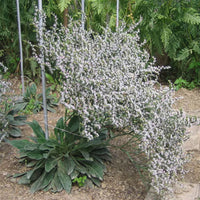 Thumbnail for Seminte flori Saraturica (Limonium tataricum) alba 0.05g