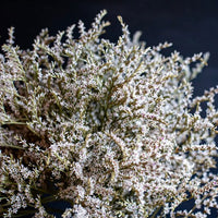 Thumbnail for Seminte flori Saraturica (Limonium tataricum) alba 0.05g