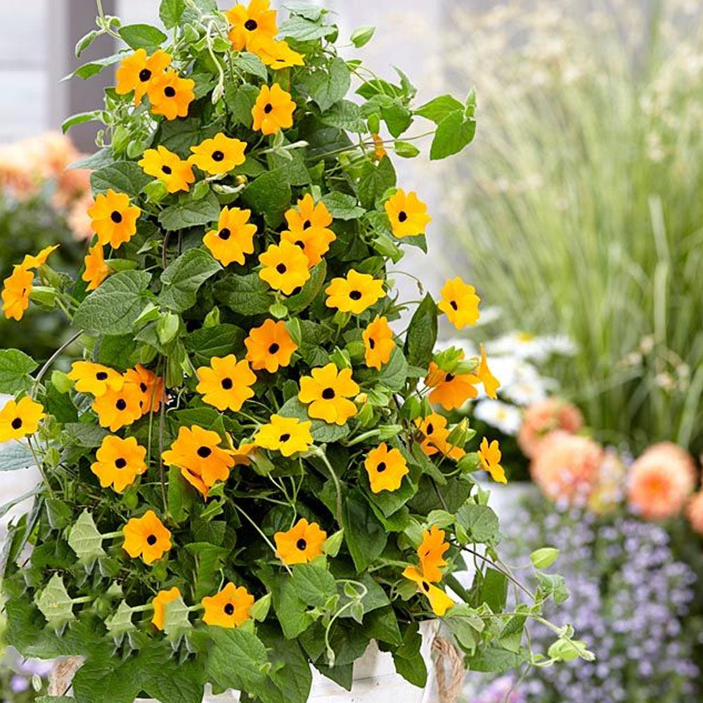 Seminte flori Susana cu ochi negri (Thunbergia alata) mix 0.5g