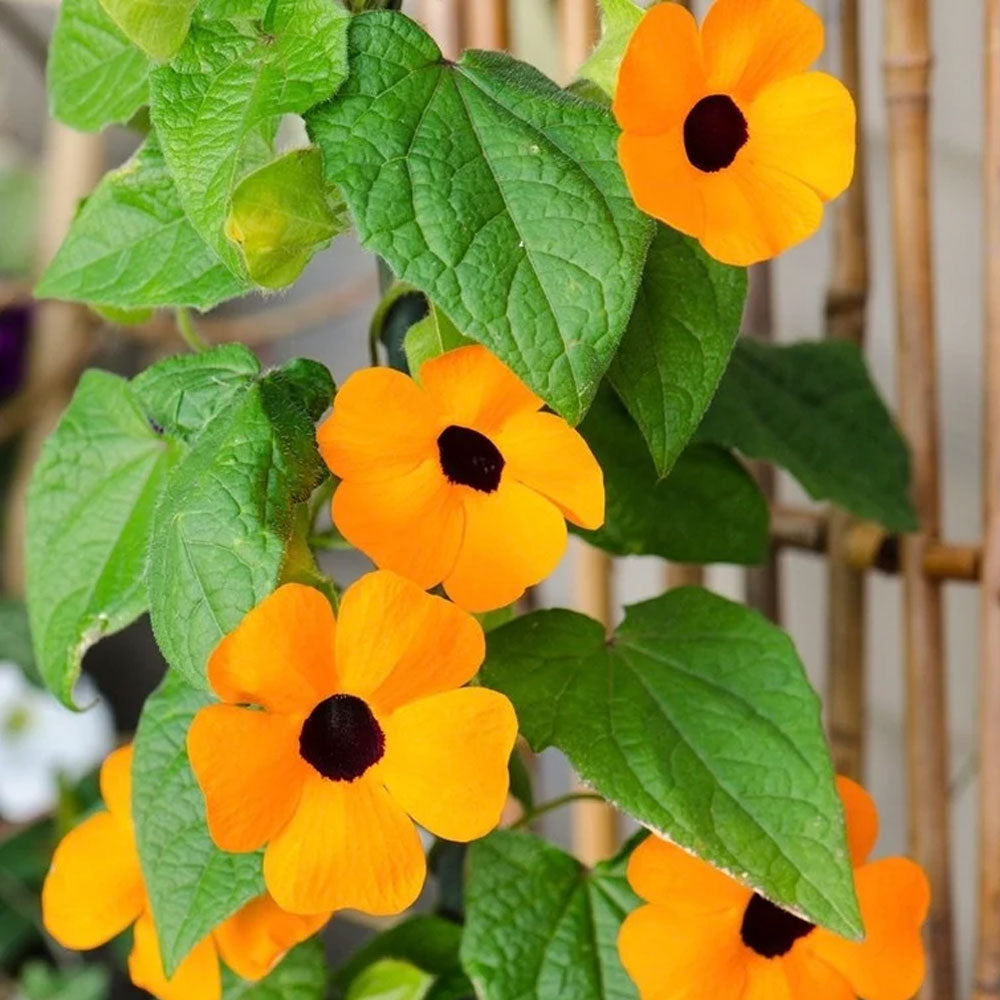 Seminte flori Susana cu ochi negri (Thunbergia alata) mix 0.5g