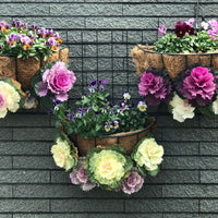 Thumbnail for Seminte flori Varza decorativa (Brassica oleracea) mix 0,5g