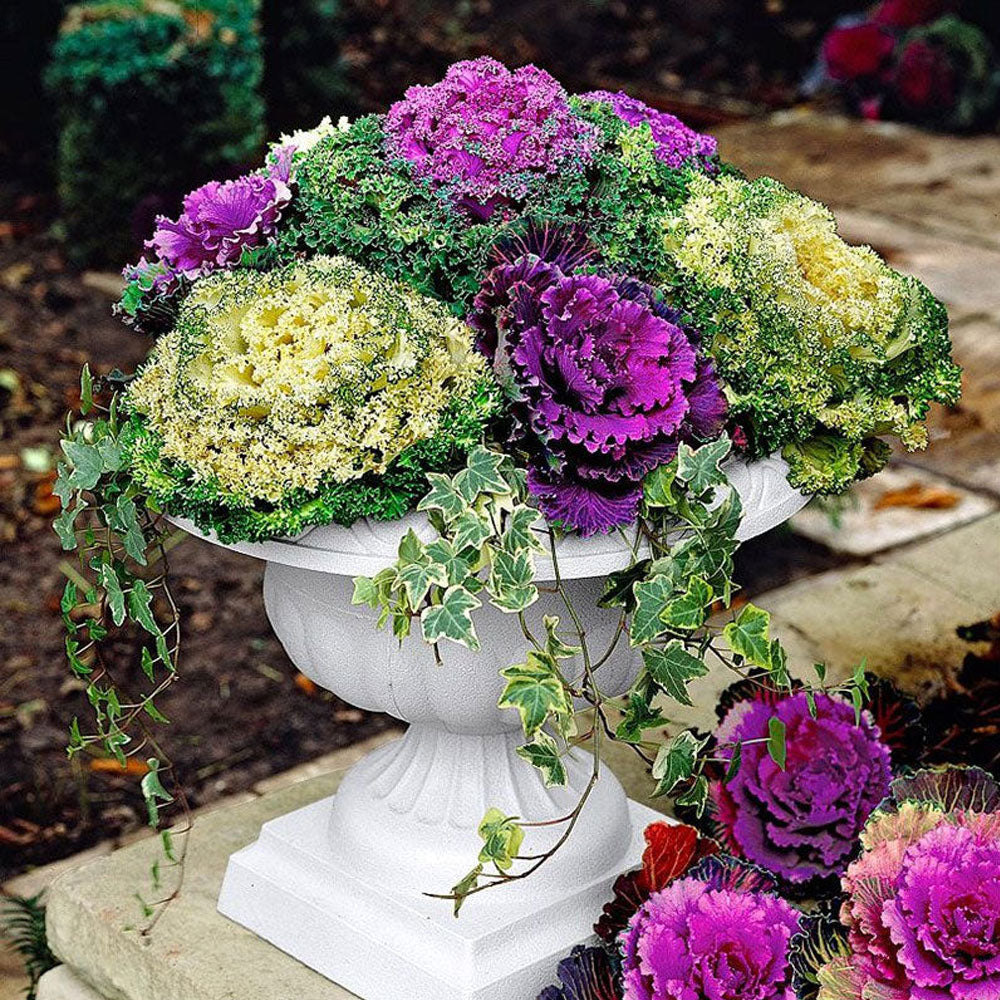 Seminte flori Varza decorativa (Brassica oleracea) mix 0,5g