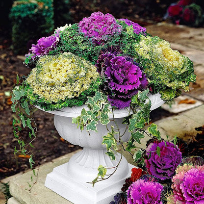 Seminte flori Varza decorativa (Brassica oleracea) mix 0,5g