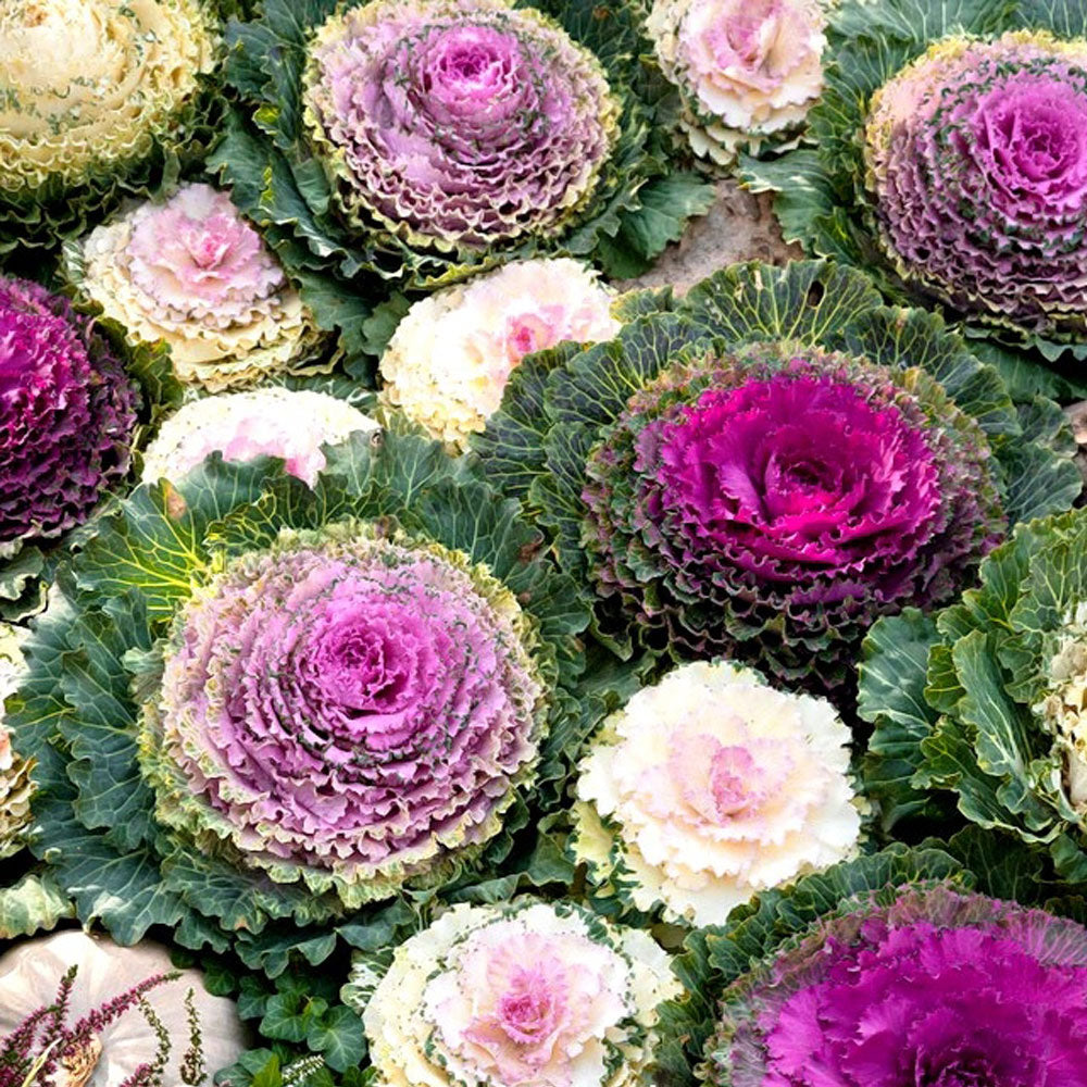 Seminte flori Varza decorativa (Brassica oleracea) mix 0,5g