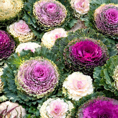 Seminte flori Varza decorativa (Brassica oleracea) mix 0,5g