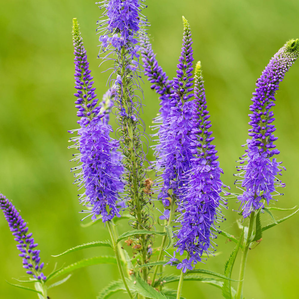 Seminte flori Veronica (Veronica spicata) albastru 0.25g
