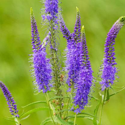 Seminte flori Veronica (Veronica spicata) albastru 0.25g
