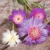 Thumbnail for Seminte flori Vinetica parfumata (Centaurea imperialis) mix 0.3g