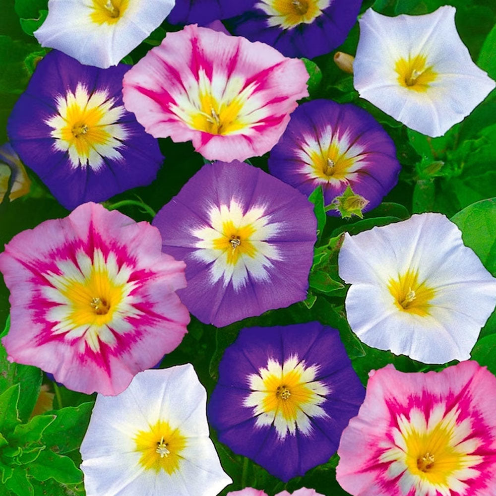 Seminte flori Zorele Pitice (Convolvulus Tricolor) Mix 1g