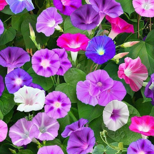 Seminte flori Zorele (Ipomea purpurea) mix 2g