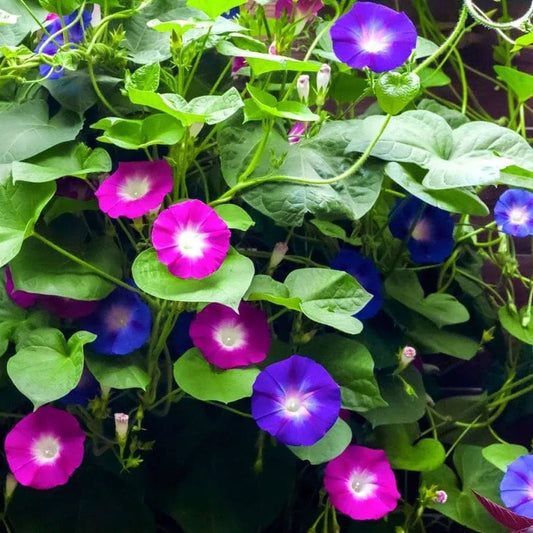 Seminte flori Zorele (Ipomea purpurea) mix 2g