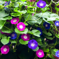 Thumbnail for Seminte flori Zorele (Ipomea purpurea) mix 2g