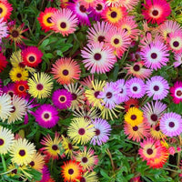 Thumbnail for Seminte flori Floare de cristal (Mesembryanthemum criniflorum) mix 0.3g