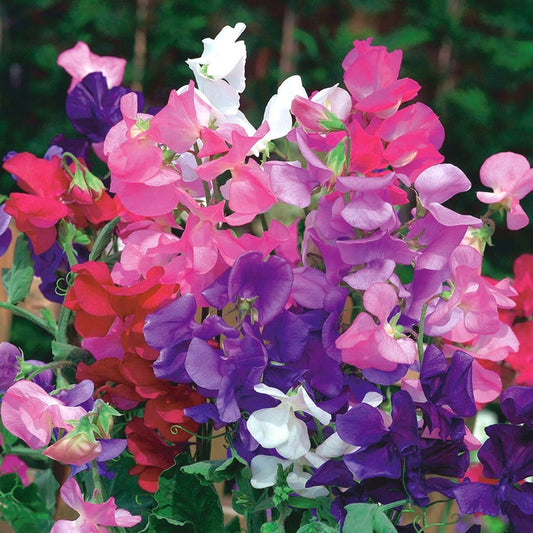 Seminte flori Mazariche de gradina (Lathyrus odoratus) mix 1g