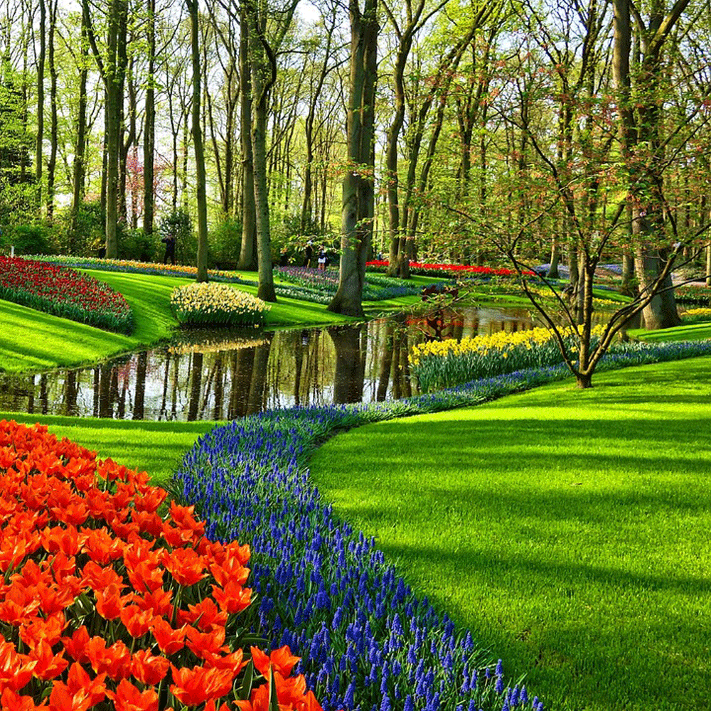 Seminte de gazon Landscaper Pro Finesse (5 kg, 10 kg)