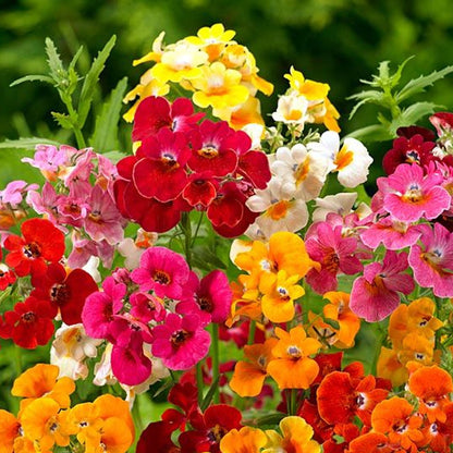 Seminte flori Floare de Macaleandru (Nemesia strumosa) mix 0.15g