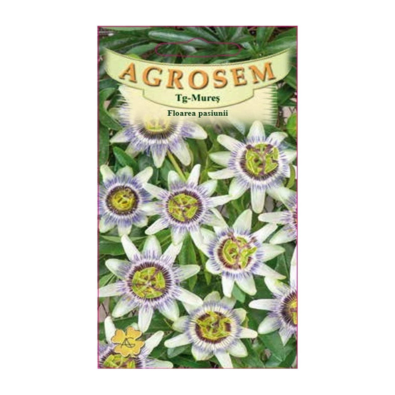 Seminte flori Floarea pasiunii (Passiflora caerulea) albastra 3sem