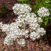 Thumbnail for Bulbi Triteleia lactea Hyacinthina 15 buc