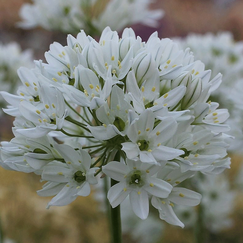 Bulbi Triteleia lactea Hyacinthina 15 buc