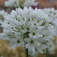 Thumbnail for Bulbi Triteleia lactea Hyacinthina 15 buc