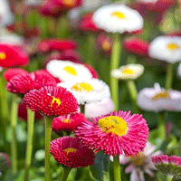 Thumbnail for Seminte flori Banutei (Bellis perenis) mix 0.125g