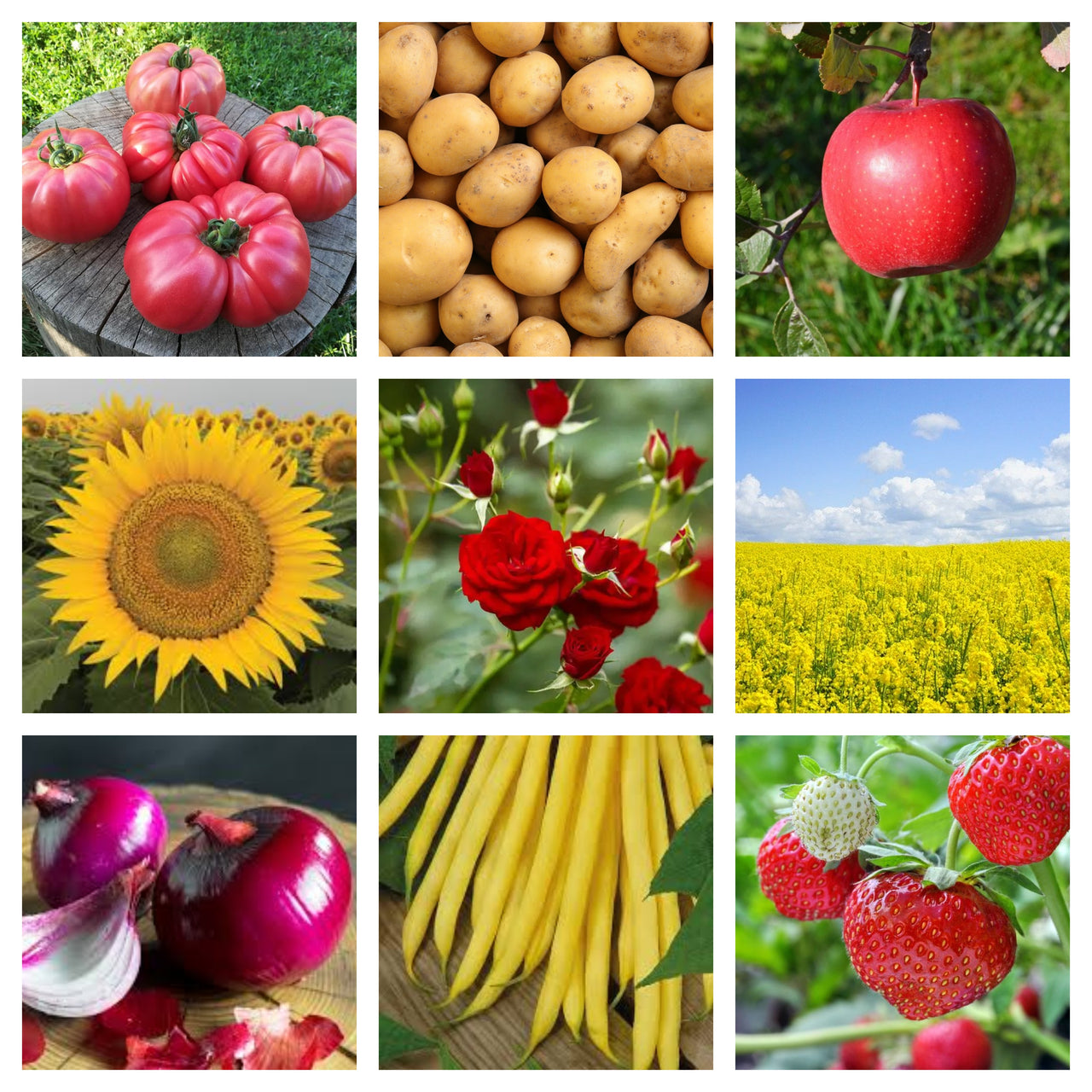 Biostimulator Albit (2ml, 10ml, 100ml)