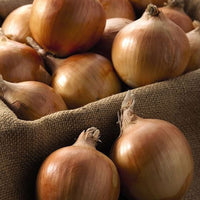 Thumbnail for Arpagic galben Shakespeare F1 (1kg, 10kg)