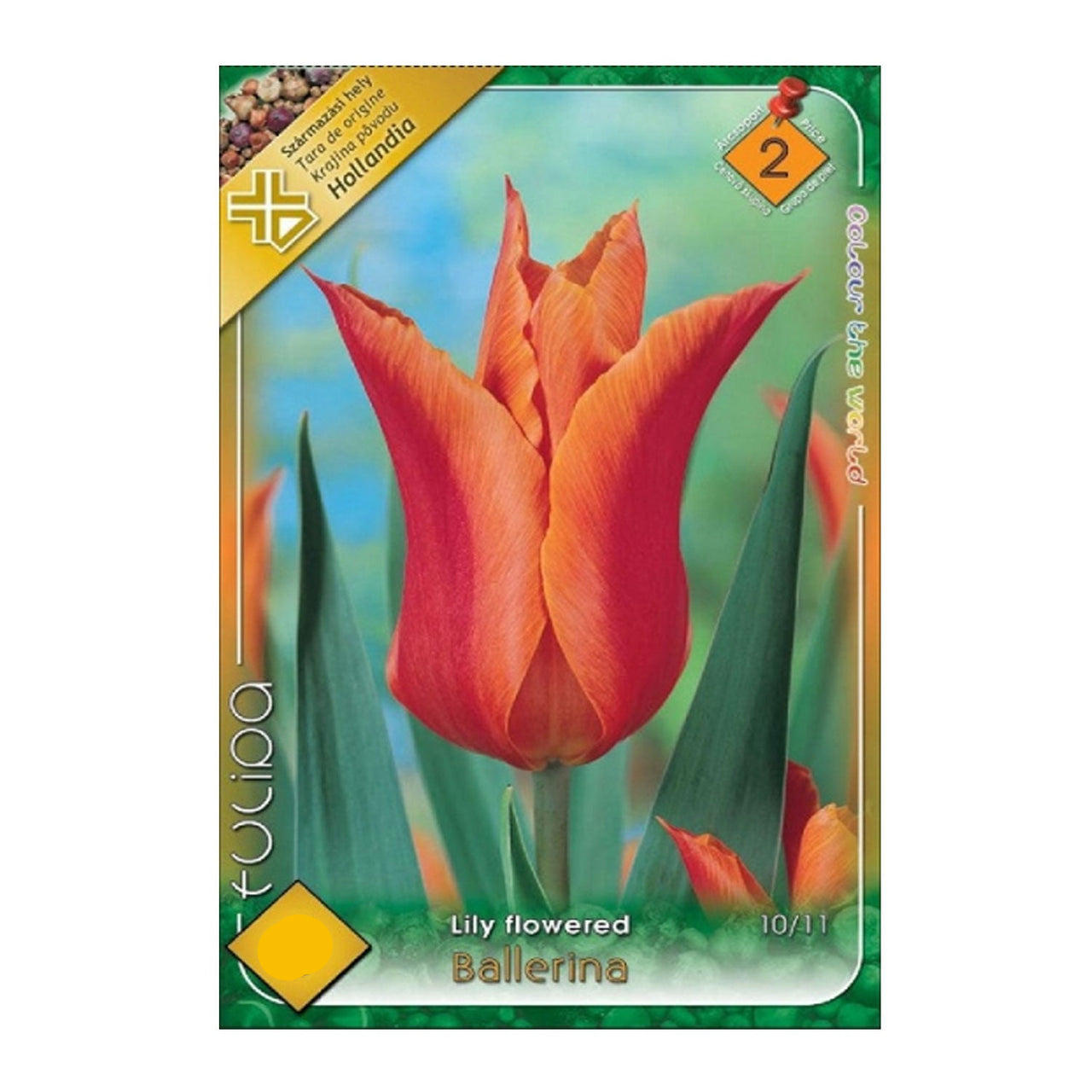 Bulbi Lalele Ballerina 6 buc