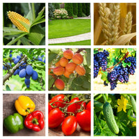 Thumbnail for Bionat Plus - ingrasamant foliar cu extract din plante ( 100ml, 500ml, 1L)