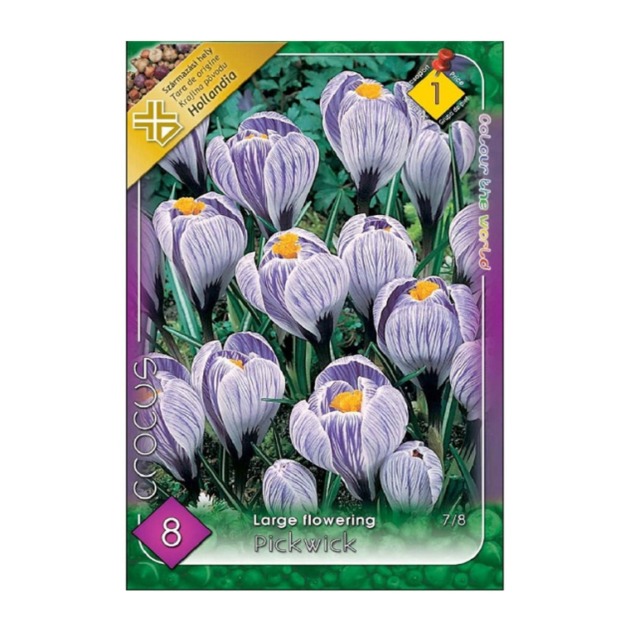 Bulbi Crocusi Pickwick 8 buc