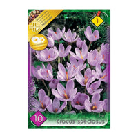 Thumbnail for Bulbi Crocusi Speciosus 10 buc