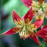 Thumbnail for Bulbi Crini Fusion 1 buc