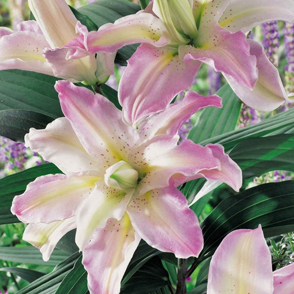 Bulbi Crini Soft Music 1 buc