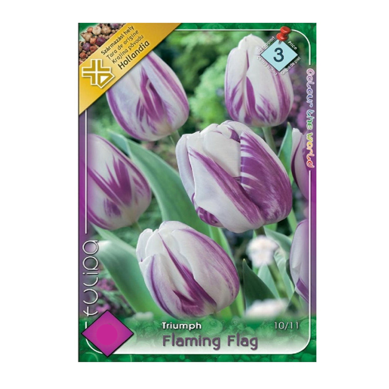 Bulbi Lalele Flaming Flag 6 buc