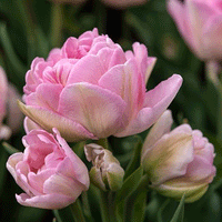 Thumbnail for Bulbi Lalele Angelique 7 buc