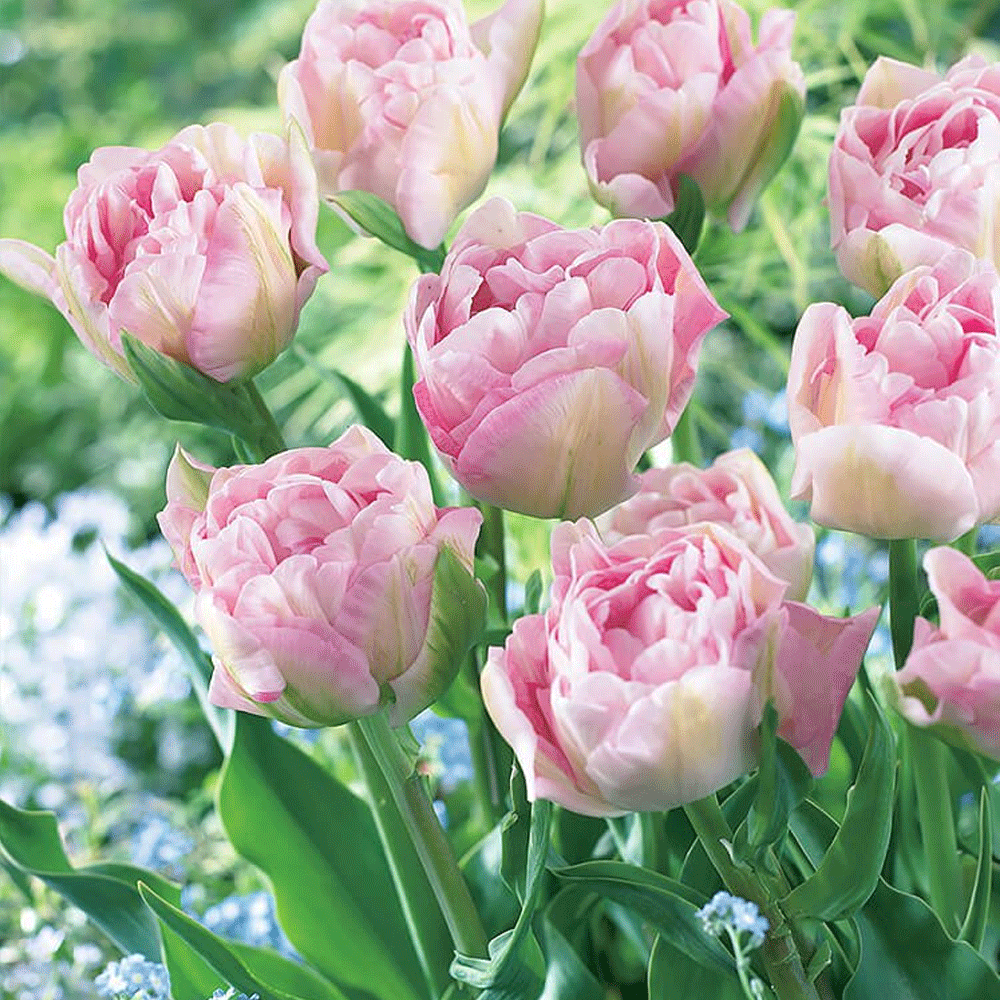 Bulbi Lalele Angelique 7 buc