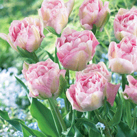 Thumbnail for Bulbi Lalele Angelique 7 buc