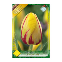 Thumbnail for Bulbi Lalele La Courtine 7 buc