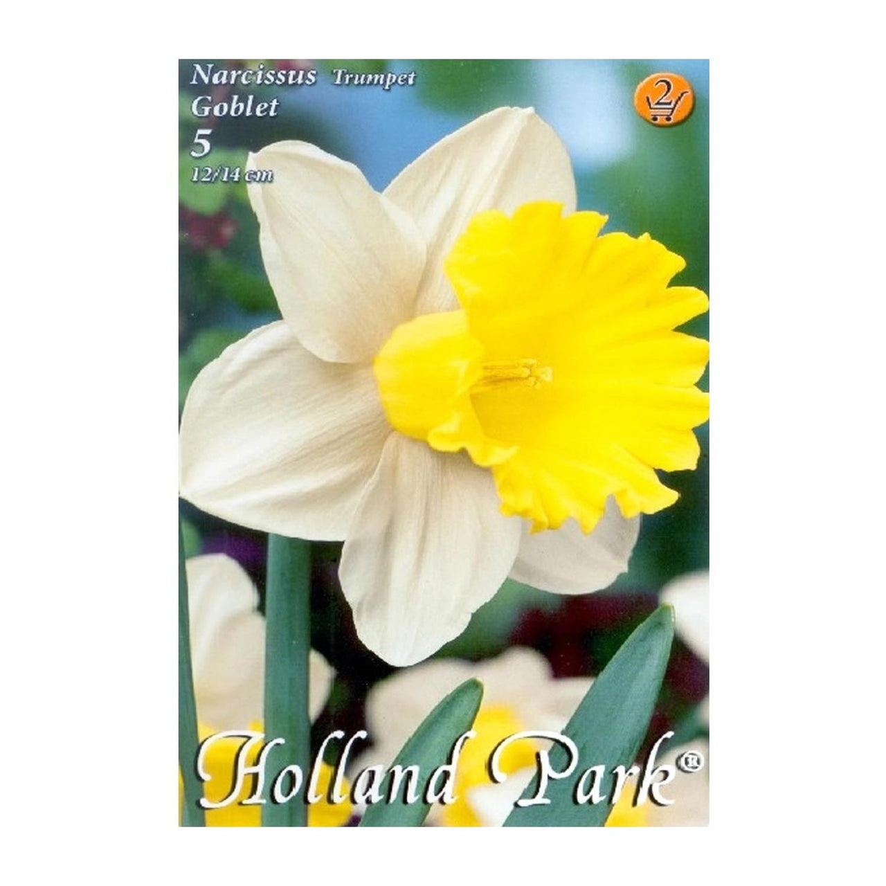 Bulbi Narcise Goblet 5 buc