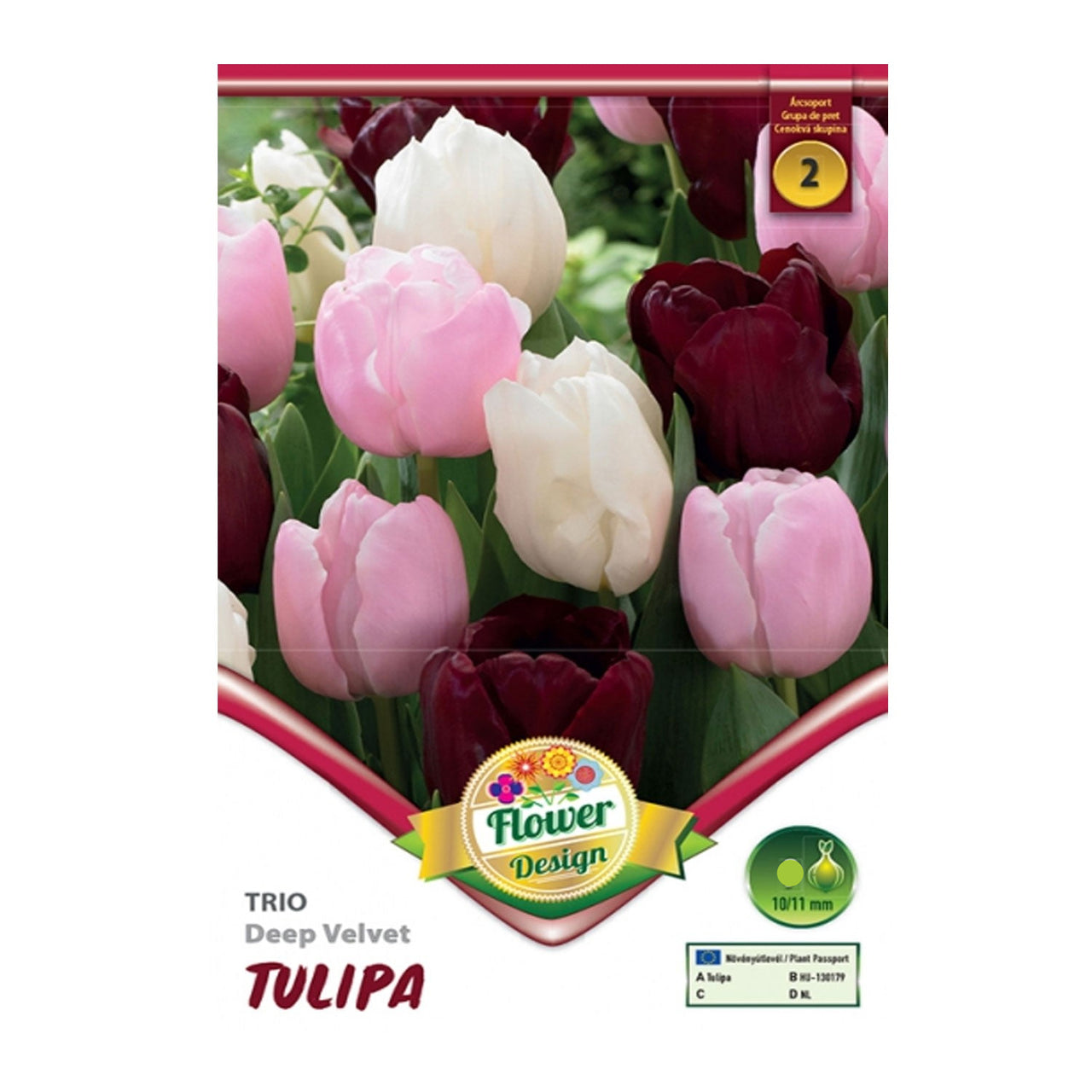 Bulbi Lalele Trio Deep Velvet 6 buc