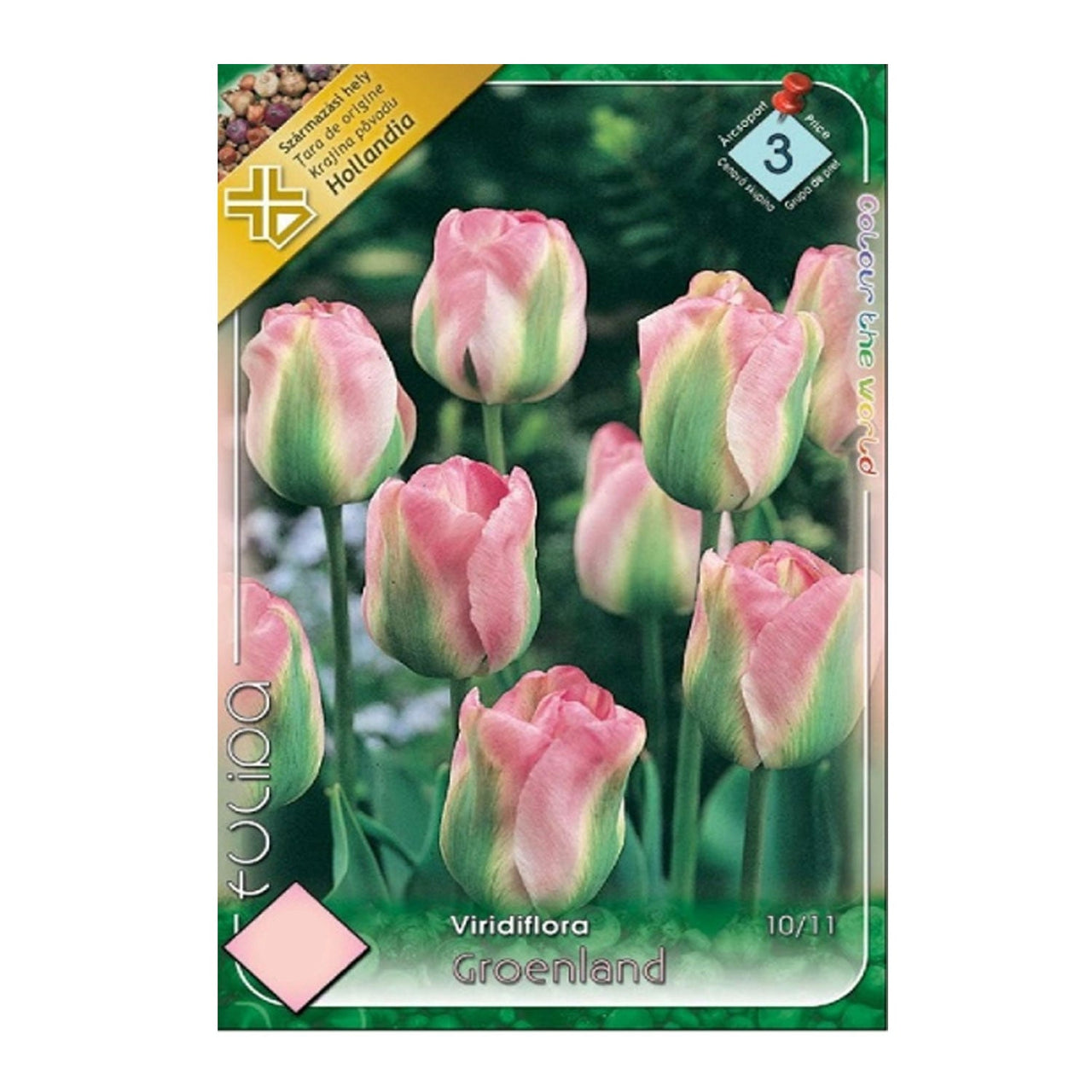 Bulbi Lalele Groenland 7 buc