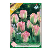 Thumbnail for Bulbi Lalele Groenland 7 buc