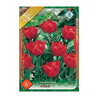 Thumbnail for Bulbi Lalele Abba 6 buc