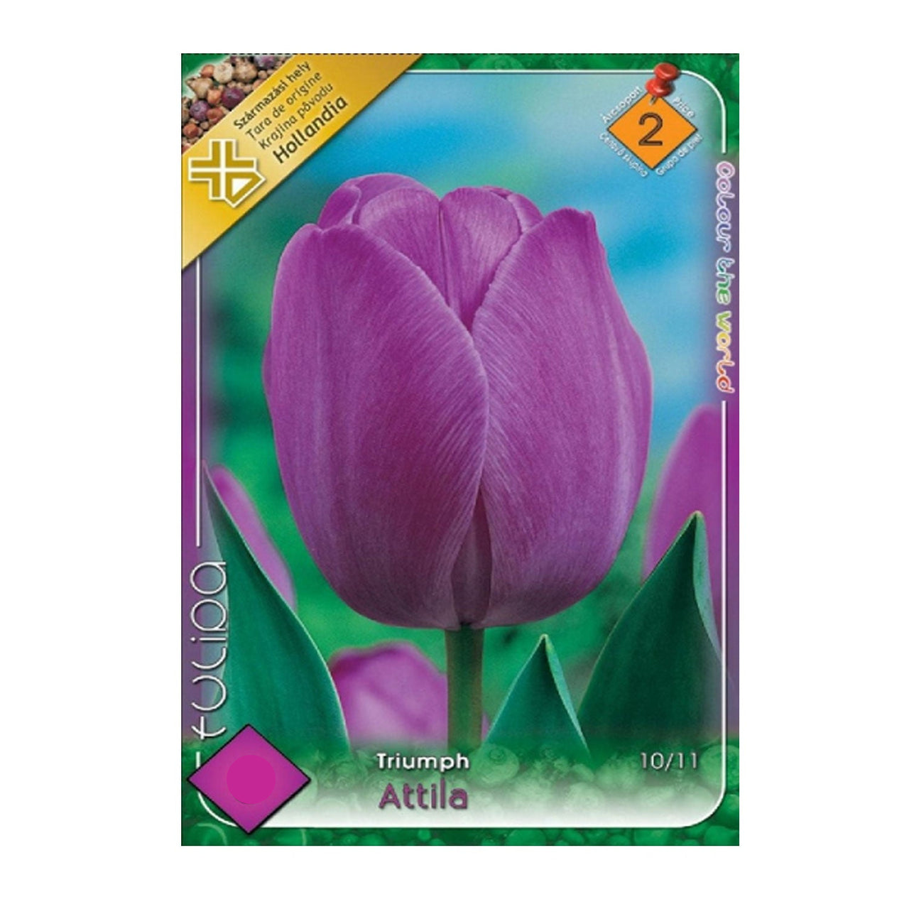 Bulbi Lalele Attila 6 buc