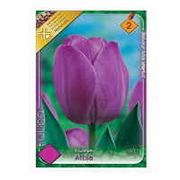 Thumbnail for Bulbi Lalele Attila 6 buc