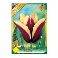 Thumbnail for Bulbi Lalele Gavota 6 buc