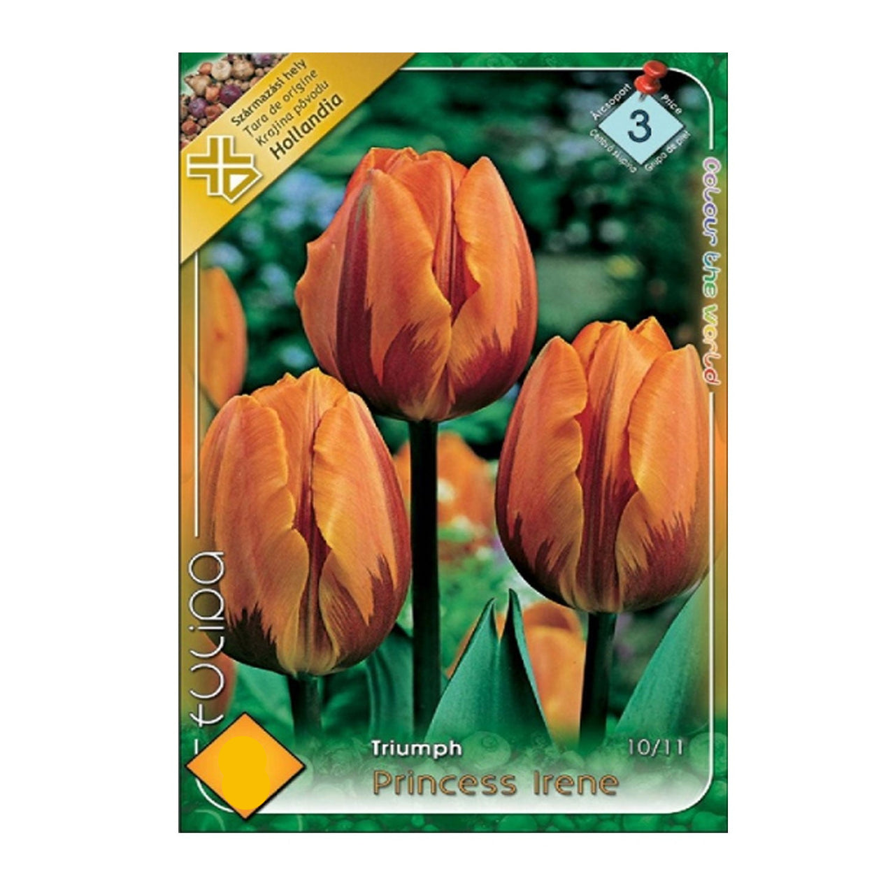 Bulbi Lalele Princess Irene 5 buc