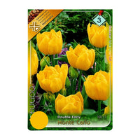 Thumbnail for Bulbi Lalele Monte Carlo 6 buc