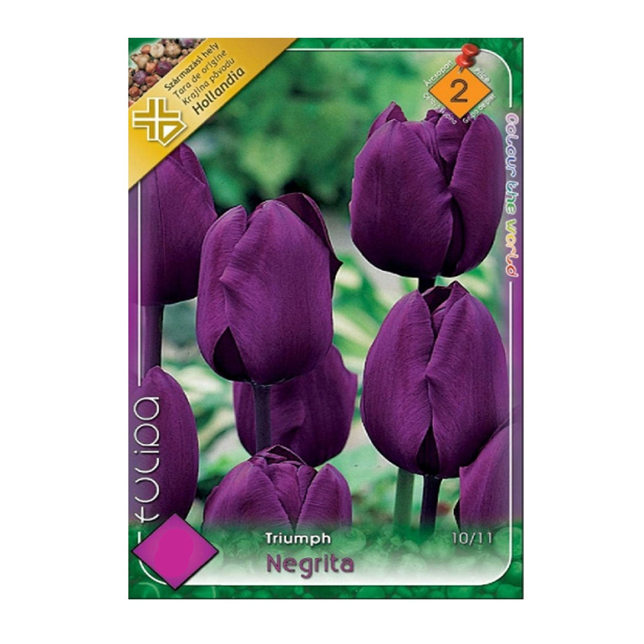 Bulbi Lalele Negrita 6 buc