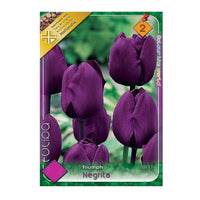 Thumbnail for Bulbi Lalele Negrita 6 buc